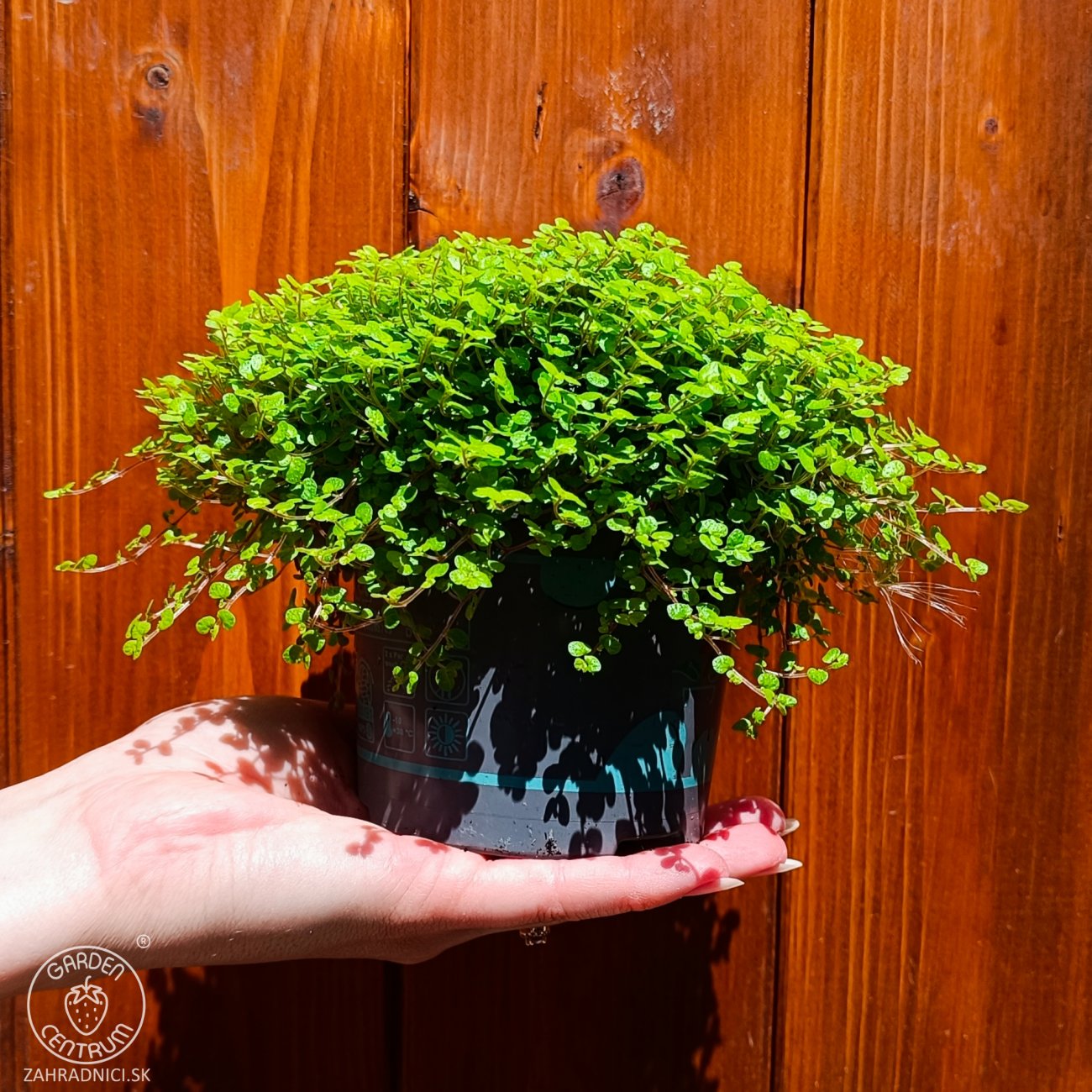 Obrázok Rodinné šťastie (Soleirolia soleirolii) ´AUREA´ - výška 5-10 cm, ⌀ 15-20 cm, kont. C1L